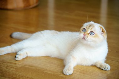 Cute White Scottish Fold Kitten