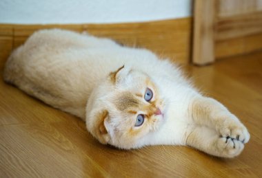 Cute White Scottish Fold Kitten