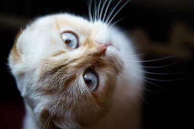 Cute White Scottish Fold Kitten