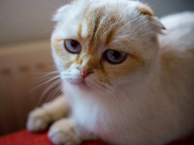 Cute White Scottish Fold Kitten
