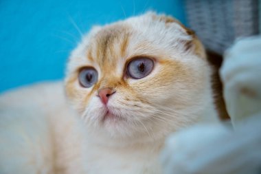 Cute White Scottish Fold Kitten