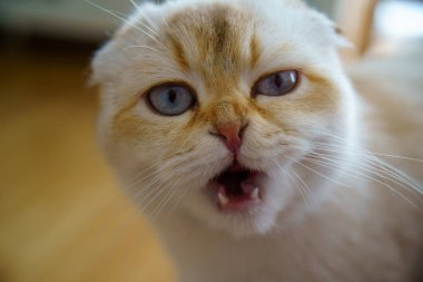 Cute White Scottish Fold Kitten