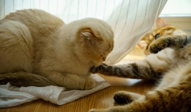 Cute White Scottish Fold Kitten