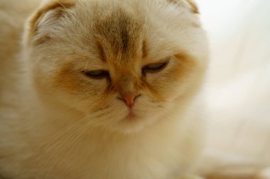 Cute White Scottish Fold Kitten