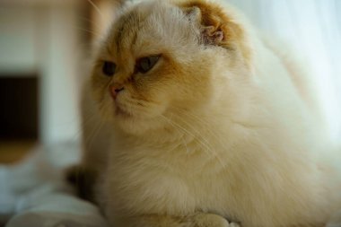 Cute White Scottish Fold Kitten