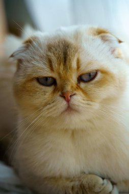 Cute White Scottish Fold Kitten