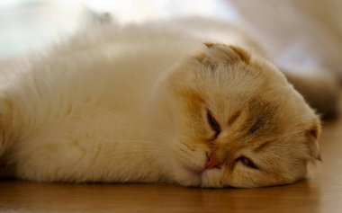 Cute White Scottish Fold Kitten