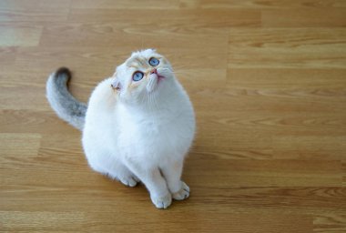 Cute White Scottish Fold Kitten