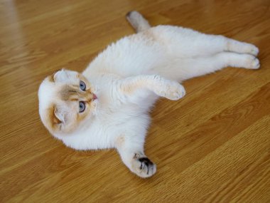 Cute White Scottish Fold Kitten