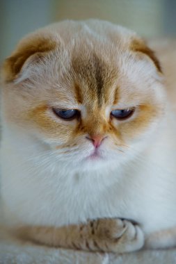 Cute White Scottish Fold Kitten