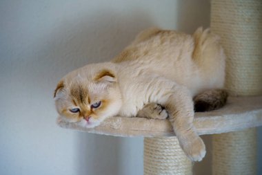 Cute White Scottish Fold Kitten
