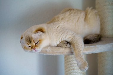 Cute White Scottish Fold Kitten