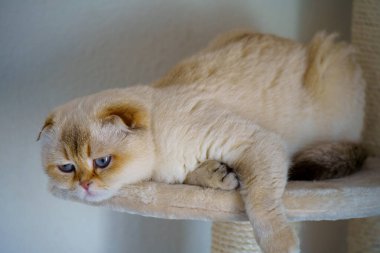 Cute White Scottish Fold Kitten