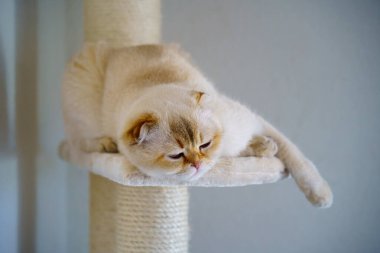 Cute White Scottish Fold Kitten