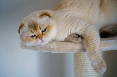 Cute White Scottish Fold Kitten