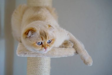 Cute White Scottish Fold Kitten