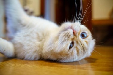 Cute White Scottish Fold Kitten