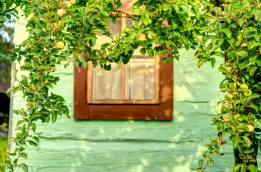 Doğu Avrupa, Slovakya 'daki güzel Vlkolinec geleneksel köyünde ahşap beyaz kulübe