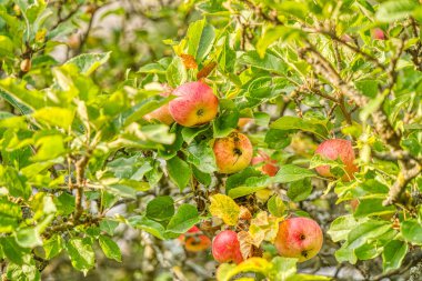 Morning Nature landscape in mountains. Vlkolinec, Slovakia.