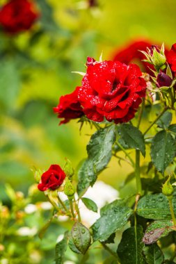 Danimarka, Kopenhag 'daki bahçedeki güzel kırmızı güllerin yakın görüntüsü
