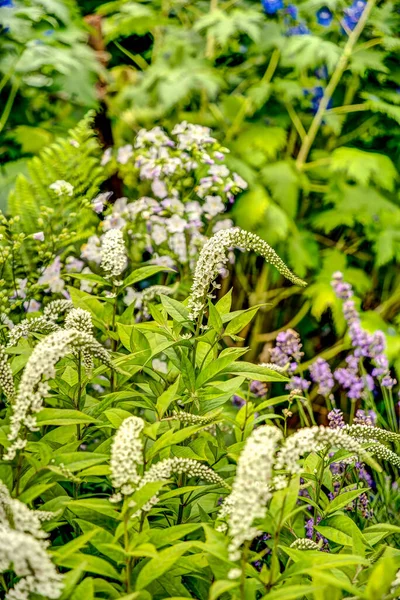 Stockholm, İsveç - Ağustos 2022: Skansen ve Curgarden, HDR Image