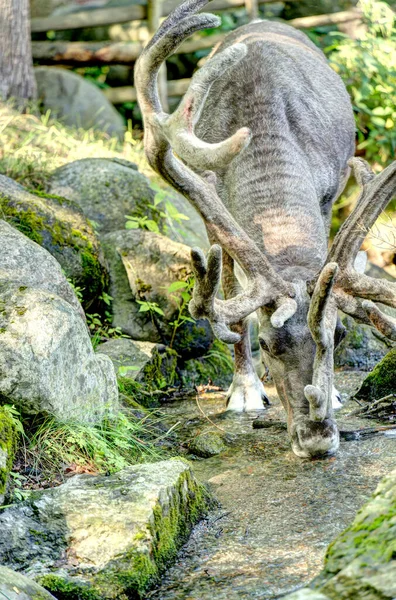 Stockholm Svédország Augusztus 2022 Skansen Djurgarden Nyáron Hdr Kép — Stock Fotó