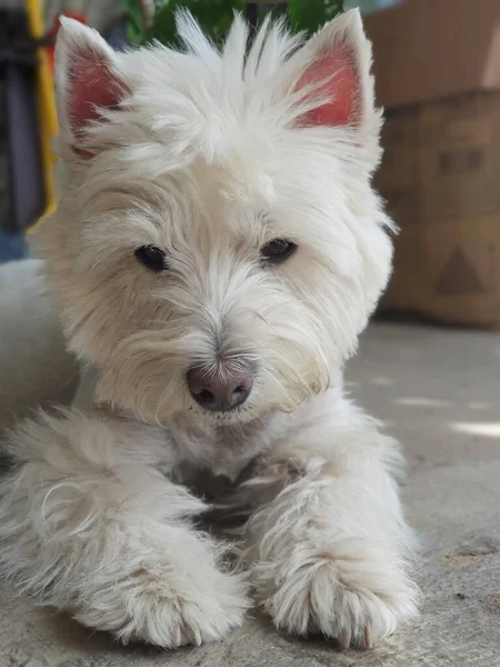 Small White Dog Looking Camera City Park — Φωτογραφία Αρχείου