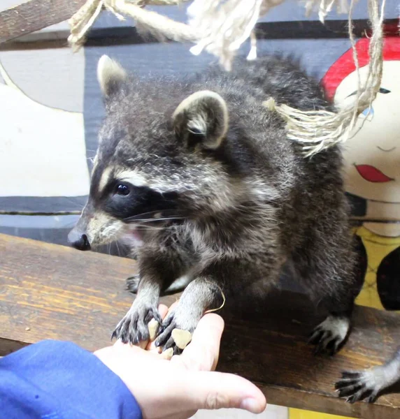 Little Racoon Street Zoo — Stock Photo, Image