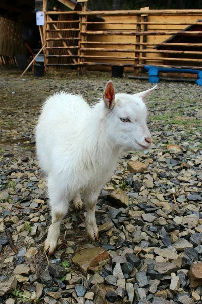 Small kid-goat at contact zoo