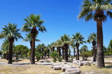 Denizde palmiyeler olan güzel bir manzara.