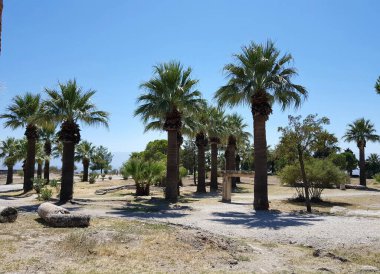 Palmiye ağaçları ve bitkiler