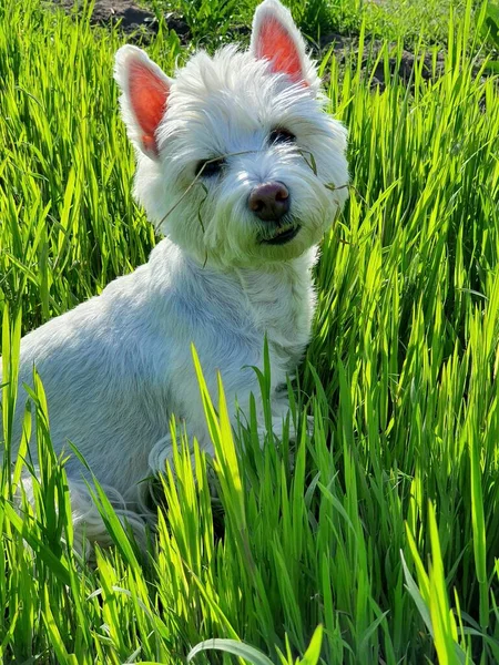 Funny Dog Lying Lawn White Carpet — Stockfoto