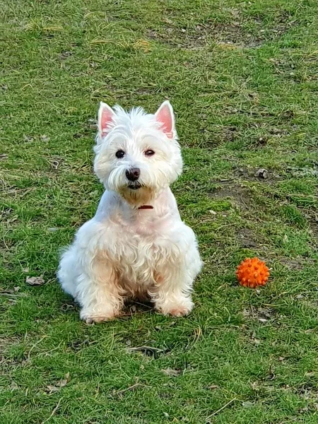 Weißer Hund Auf Gras — Stockfoto