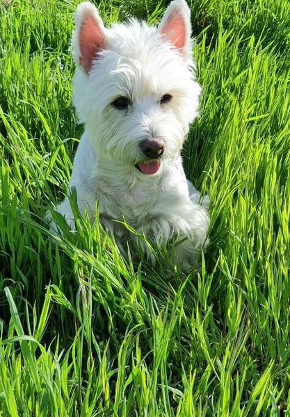 Dog Standing Green Lawn — Foto Stock
