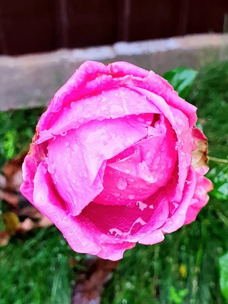 beautiful pink rose, roses close-up, flora