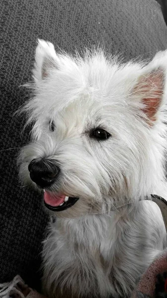 White Dog Black Silver Bow Grey Background — Fotografia de Stock