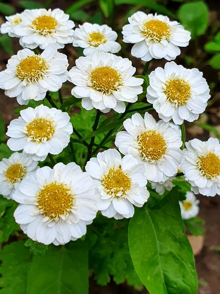 Beautiful Flowers Small Garden — Foto Stock