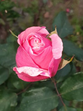 Bahçedeki kırmızı gül, yeşil yapraklı güller çok güzel. arkaplan bir yakın plan