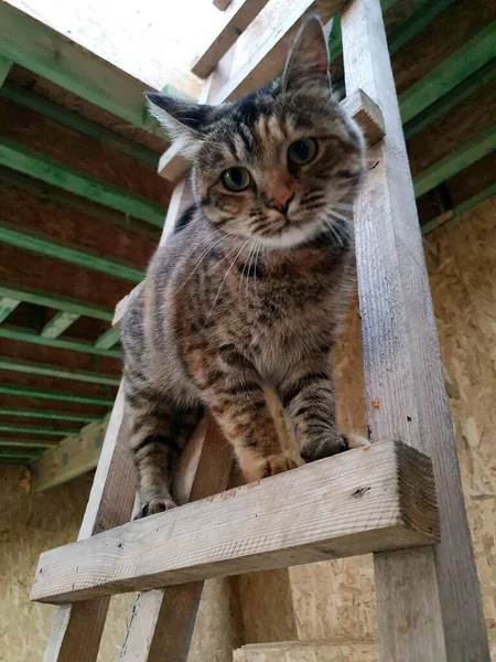 Gato Fofo Branco Sentado Chão — Fotografia de Stock