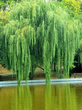 Gölün üzerinde güzel ağaç dalları