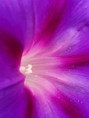 Bahçedeki güzel pembe çiçek