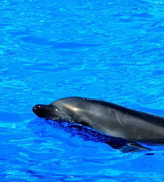Δελφίνι Δείχνουν Στο Μπλε Νερό — Φωτογραφία Αρχείου