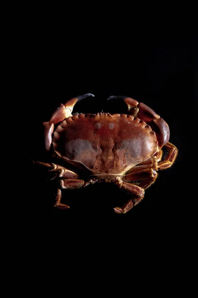 Uncooked crab from above on black background