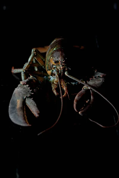 Frontal image of raw lobster on black background