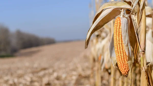 Single ear of yellow corn in rows of dried brown corn in agricultural field during harvest time. Selective focus. Copy space