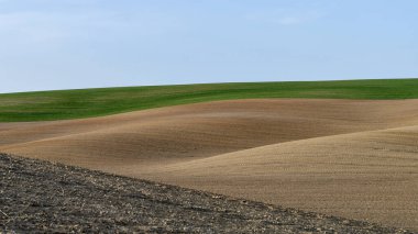 Taze sürülmüş toprak ve mavi gökyüzü arka planında taze buğday filizleri olan yeşil tarlalı bahar tarım manzarası. Boşluğu kopyala.