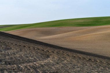 Taze sürülmüş toprak ve mavi gökyüzü arka planında taze buğday filizleri olan yeşil tarlalı bahar tarım manzarası. Boşluğu kopyala.