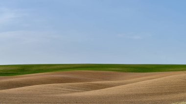 Taze sürülmüş toprak ve mavi gökyüzü arka planında taze buğday filizleri olan yeşil tarlalı bahar tarım manzarası. Boşluğu kopyala.