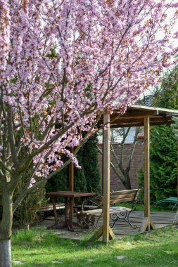 Bahar bahçesinden bir parça çiçek açmış erik ağacı, yeşil ağaçlar ve ahşap pergola. Seçici odak. 