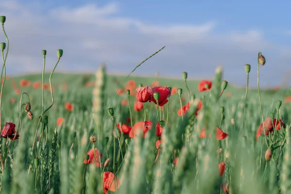 Poppy Flowers Wheat Field Sunny Summer Day Selective Focus Low — Stock Photo, Image